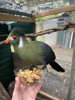2-2 witwang toerako van 2025 onverwant, Dieren en Toebehoren, Vogels | Overige Vogels, Meerdere dieren