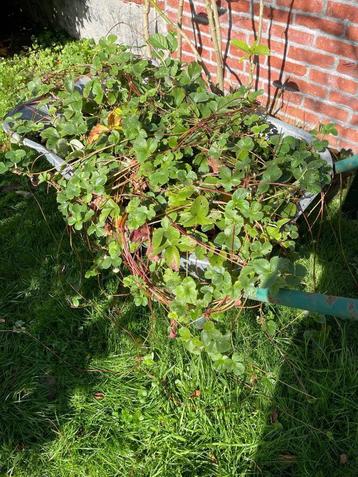Stekjes aardbeiplant,zelf uitplanten,zie tekst. beschikbaar voor biedingen
