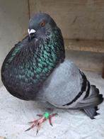 Gaditano duivin, Dieren en Toebehoren, Vogels | Duiven, Vrouwelijk, Kropper