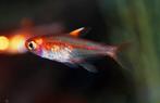 Vuurzalm - leuk visje voor je tropisch aquarium, Vis, Zoetwatervis, Schoolvis