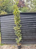Zuilbeuk Carpinus Betulus Fastigiata 200/240cm, 100 tot 250 cm, Zuilboom, Ophalen, Volle zon