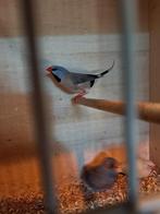Spitsstaart amadine, Dieren en Toebehoren, Tropenvogel