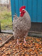 Shasta zoekt een huisje! (Haan), Dieren en Toebehoren, Pluimvee, Mannelijk, Kip