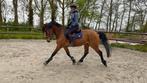 For Sale Super knappe 5 jarige ruin, Ruin, 3 tot 6 jaar, Dressuurpaard