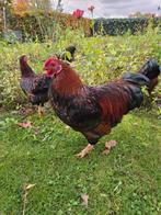 GRATIS Wyandotte haan, Dieren en Toebehoren, Pluimvee, Mannelijk, Kip