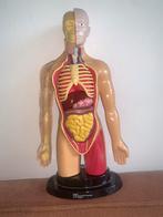 Anatomie Model, Ophalen of Verzenden, Gebruikt