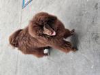 Chocolade dwergpoedel ( belgie ), Dieren en Toebehoren, Honden | Chihuahua's en Gezelschapshonden, Poedel, België, Particulier