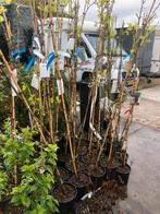 Div soorten tafel druiven ook pitloos wit en blauw e muskaat, Zomer, Vaste plant, Fruitplanten, Ophalen of Verzenden