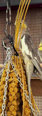 valkparkiet, Mannelijk, Parkiet