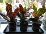 Plant - CROTON X 3, Huis en Inrichting, Kamerplanten, Ophalen, Overige soorten, Minder dan 100 cm