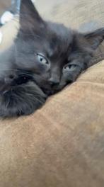 Lieve kittens, Dieren en Toebehoren, Meerdere dieren, Ontwormd