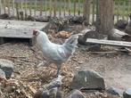 2 Brahma hanen + 1 groenlegger haan, Meerdere dieren, Kip