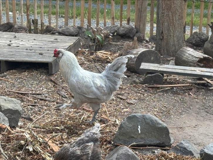 2 Brahma hanen + 1 groenlegger haan, Dieren en Toebehoren, Pluimvee, Kip, Meerdere dieren