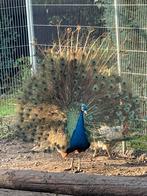 Pauwen violet en zwart vleugel, Meerdere dieren, Overige soorten