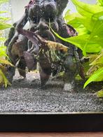 Maanvis, Dieren en Toebehoren, Vissen | Aquariumvissen, Vis, Zoetwatervis