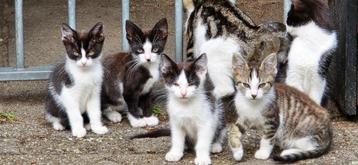 Kittens beschikbaar voor biedingen