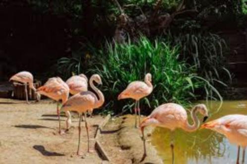 20% korting per persoon Sanjes Safari in Feanwälden, Tickets en Kaartjes, Recreatie | Dierentuinen, Drie personen of meer, Kortingskaart