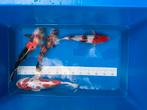 Diverse koi vissen, Karper of Koi