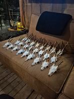 Ree Reebok geweitjes schedel 25 stuks, Ophalen of Verzenden, Gebruikt, Overige soorten, Schedel