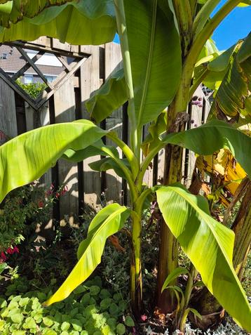 Bananenboom (Musa Bajoo) beschikbaar voor biedingen