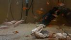 Platy guppy en koi voor aquarium baby ginrin albino etc, Dieren en Toebehoren, Vissen | Aquariumvissen, Vis, Zoetwatervis, Schoolvis
