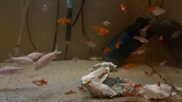 Platy guppy en koi voor aquarium baby ginrin albino etc beschikbaar voor biedingen