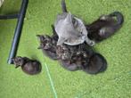 Britsekorthaar  ragdoll kittens, Dieren en Toebehoren, Katten en Kittens | Overige Katten