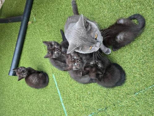 Britsekorthaar  ragdoll kittens, Dieren en Toebehoren, Katten en Kittens | Overige Katten
