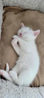 Nest van 3 Britse Korthaar & Scottish Fold Kittens + Moeder, Meerdere dieren, Gechipt