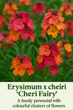 Muurbloem Cheiri Fairy mix, Ophalen, Zomer, Overige soorten, Volle zon
