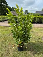 Grote laurier in pot. Laurier rotundifolia140-160cm, Ophalen of Verzenden, Laurier, 100 tot 250 cm