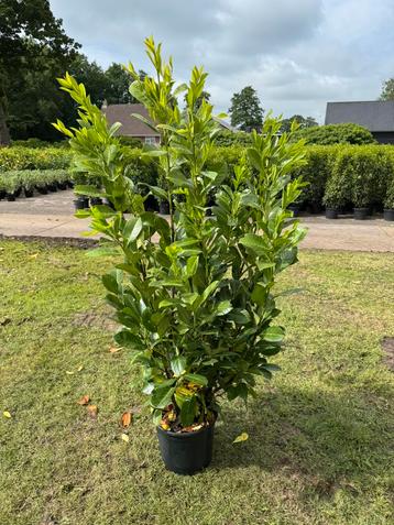 Grote laurier. Laurier rotundifolia140-160cm beschikbaar voor biedingen