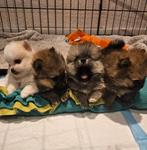 Mini Bearface pomeriaan pups, Dieren en Toebehoren, Honden | Chihuahua's en Gezelschapshonden, Overige rassen, Meerdere, Meerdere dieren
