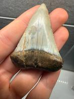 Carcharodon Carcharias witte haai tand - 6cm peru, Verzamelen, Ophalen of Verzenden, Fossiel