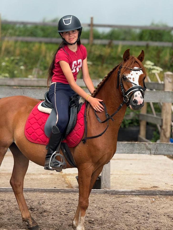 Knappe welsh ruin ook perfect voor coaching, Dieren en Toebehoren, Pony's, Ruin, B, 3 tot 6 jaar, Met stamboom, Gechipt, Ontwormd