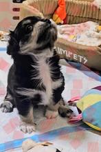 Lief chihuahua reutje zoekt een warm mandje!, Dieren en Toebehoren, Honden | Chihuahua's en Gezelschapshonden, België, Particulier
