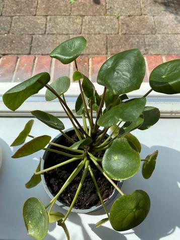 Pannekoekenplant - Pilea Peperomioides beschikbaar voor biedingen