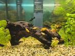 Vissen (black) mollies, Dieren en Toebehoren, Vis, Zoetwatervis