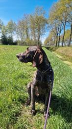 honden maatje/ uitlaat gezocht, Uitlaatservice