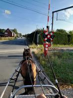B pony 8 jaar menpony en of rijpony, weidemaatje, Gechipt, Ruin, Niet van toepassing, 7 tot 10 jaar