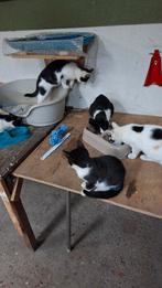 Kittens, Dieren en Toebehoren, Katten en Kittens | Overige Katten, Geslacht onbekend, Kortharig, 0 tot 2 jaar