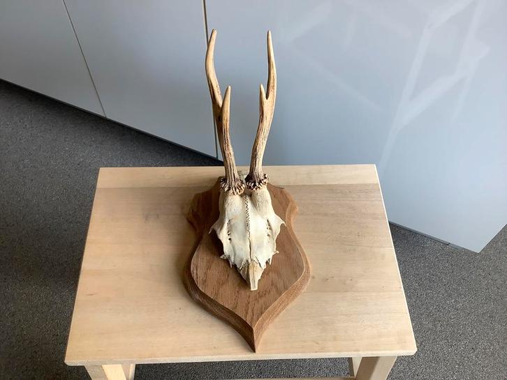 Gewei met schedel jachttrofee wandschild jacht decoratie, Verzamelen, Dierenverzamelingen, Zo goed als nieuw, Schedel, Hert, Ophalen of Verzenden