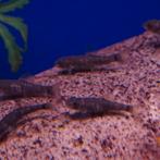 Garra rufa, Dieren en Toebehoren, Vis