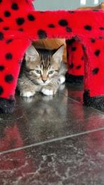 Kittens half Bengaal., Meerdere dieren, Ontwormd