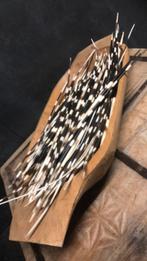 Stekelvarkenstekels, Antiek en Kunst, Ophalen of Verzenden