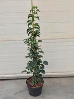 Klimhortensia Hydrangea Petiolaris, Tuin en Terras, Planten | Tuinplanten, Ophalen, Zomer, Overige soorten, Halfschaduw