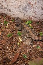 Hardoen hagedis koppel, Hagedis, 0 tot 2 jaar