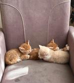 Aanhankelijke Veluwse boerderij kittens, Meerdere dieren, Kortharig, 0 tot 2 jaar