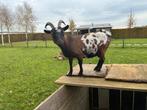 2 lieve berggeitjes, Dieren en Toebehoren, Vrouwelijk, Geit