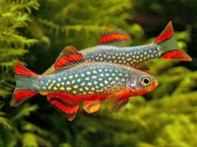 Celestial Pearl Danio / Danio margaritatus / Galaxy Rasbora, Dieren en Toebehoren, Vissen | Aquariumvissen, Vis